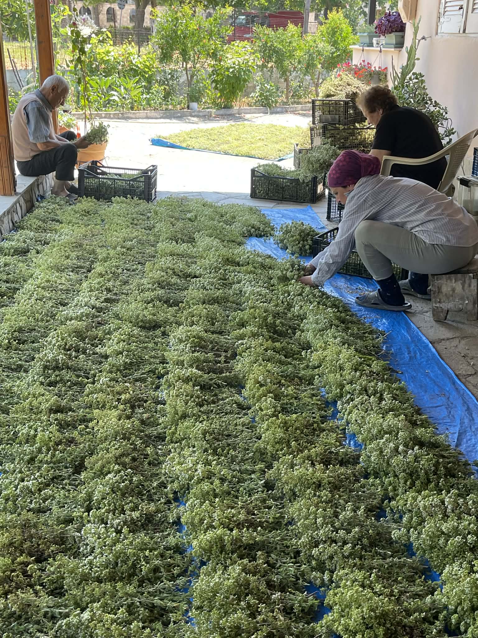 Three people sorting and drying freshly harvested green herbs on a blue tarp outdoors.