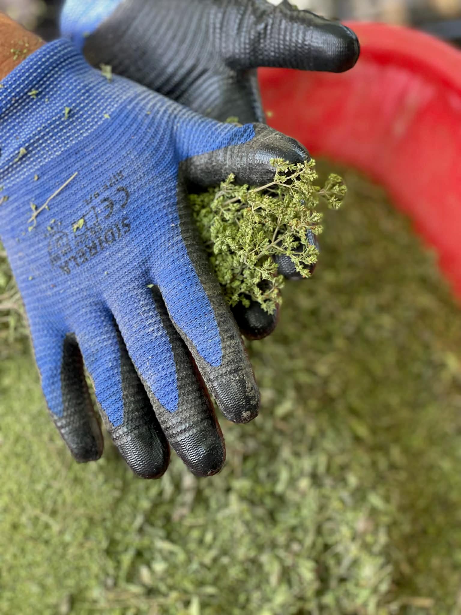 Blue gloved hands holding dried green herbs over a red container filled with more herbs.