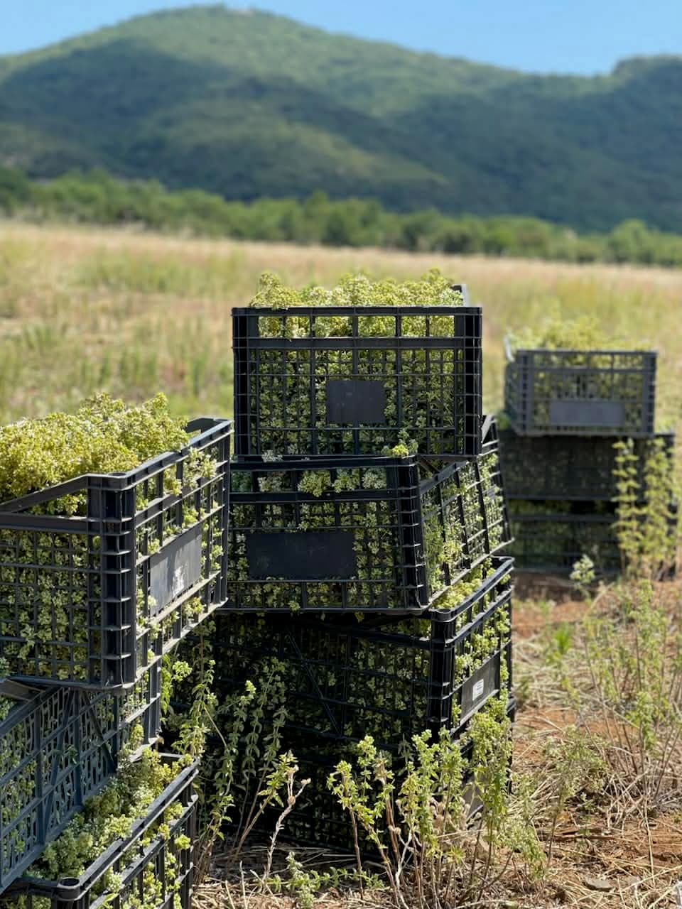 Black plastic crates overflowing with harvested green herbs in a field with a mountain backdrop.