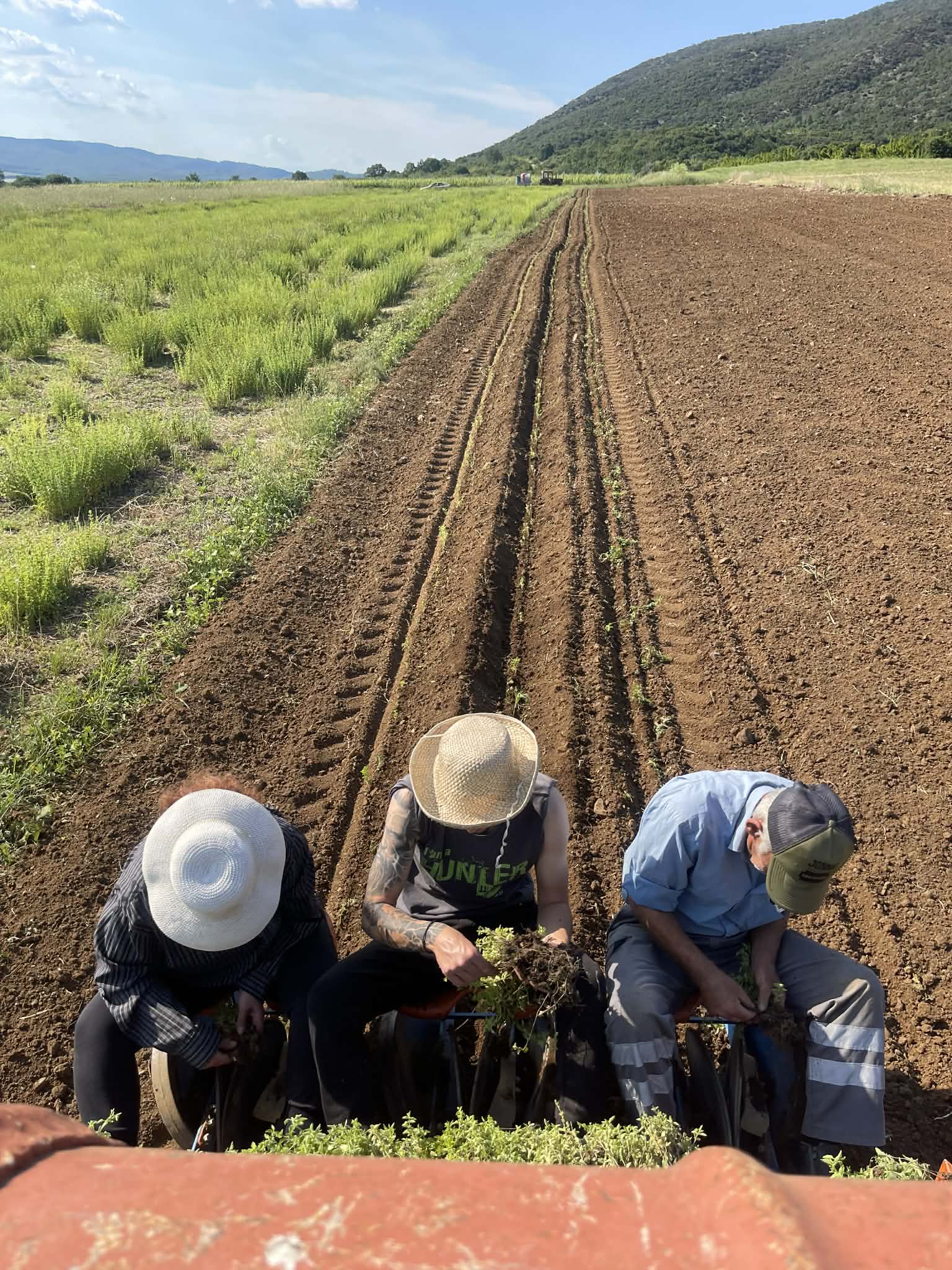 Three people on a transplanter planting seedlings into rows of freshly tilled brown soil.