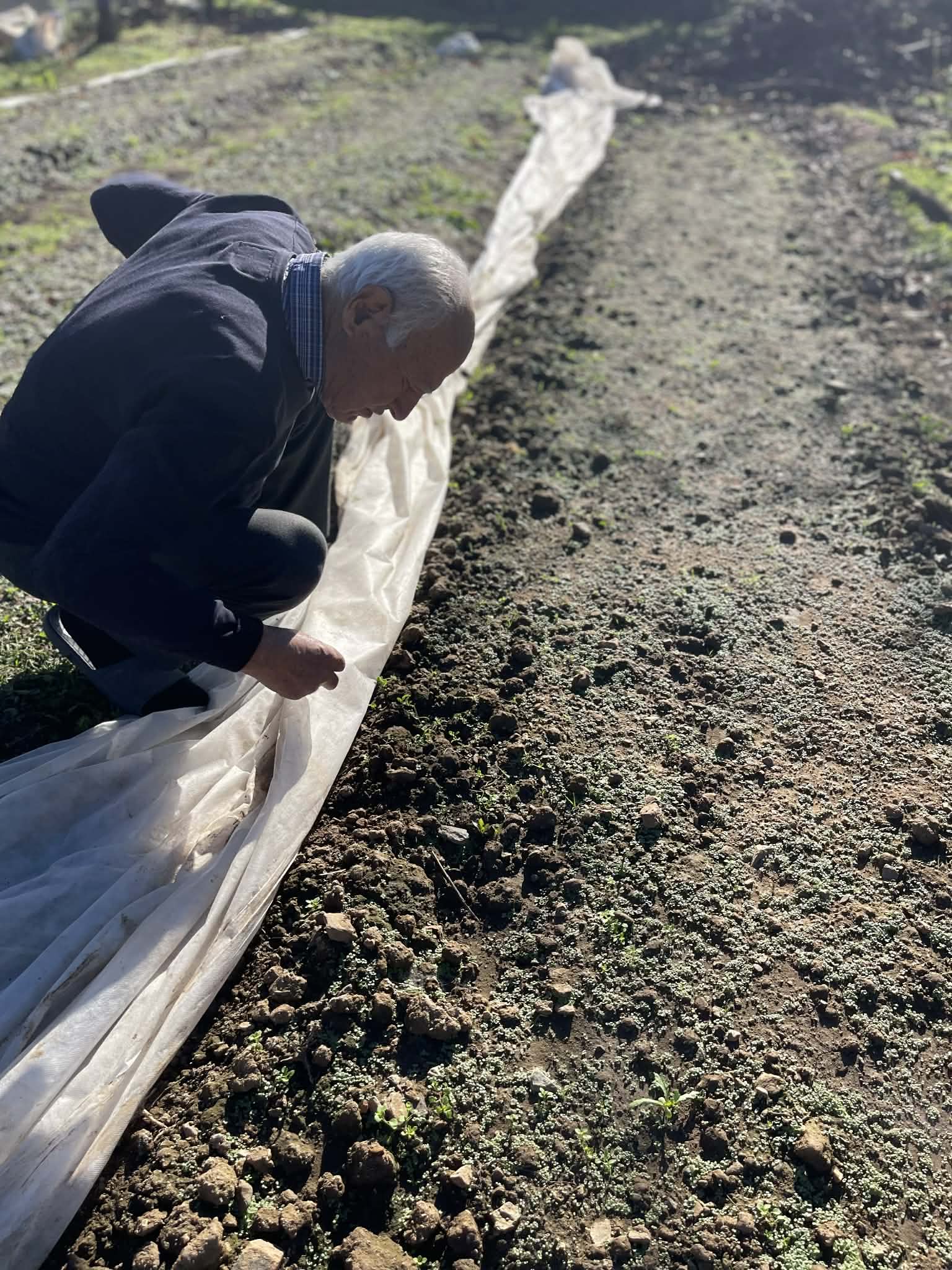 An elderly man crouches in a garden, lifting a long white row cover from the soil.